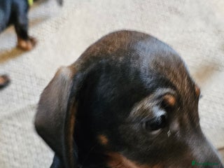 Miniature Dachshund dogs Miniature Daschund Puppies 6 Boys ONLY 2 LEFT 🩵💙 - Advert 11