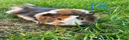 Guinea Pig rodents for sale: Male Guinea Pigs For Sale  - Advert 6