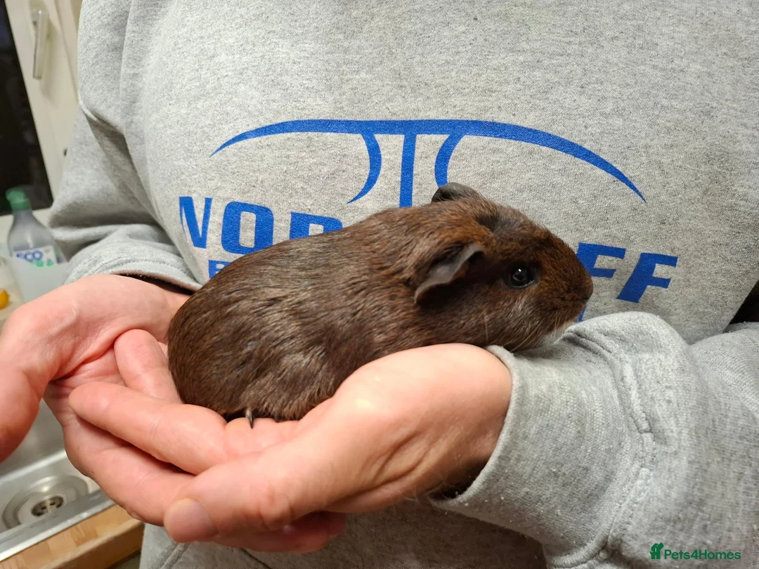 Guinea Pig rodents for sale: Young Female Guinea Pigs - Advert 2