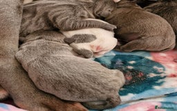 Staffordshire Bull Terrier dogs for stud: Amazing Blue Brindle Staffordshires Bull Terrier  - Image 21