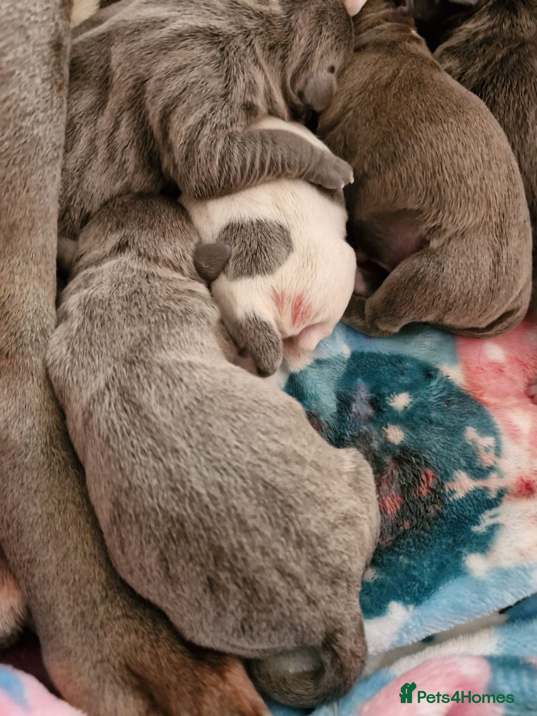 Staffordshire Bull Terrier dogs for stud: Amazing Blue Brindle Staffordshires Bull Terrier  - Image 21