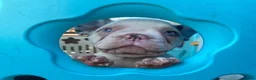 French Bulldog dogs for sale: KC registered French Bulldog puppies - Advert 33
