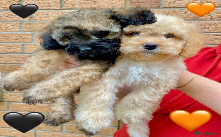 Cavapoo dogs - Advert 1