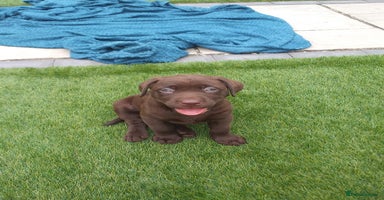 Labrador Retriever dogs - Advert 2