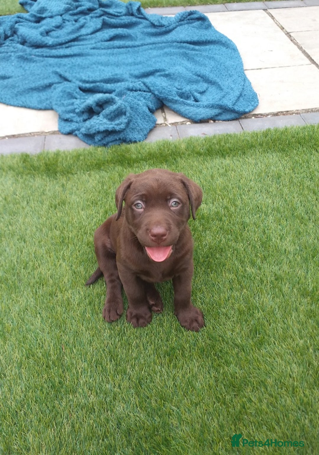 Labrador Retriever dogs for sale: KC Chocolate labrador (Ready To Go Now)🦮 - Image 3