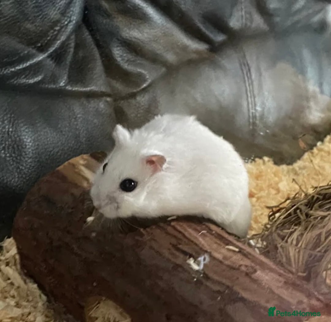 Hamster rodents for sale: Winter white hamster  - Advert 1