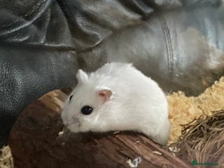 Hamster rodents Winter white hamster - Advert 1