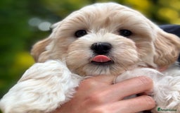 Havanese dogs for sale: 3 Beautiful Havanese Pedigree Puppies - Image 26