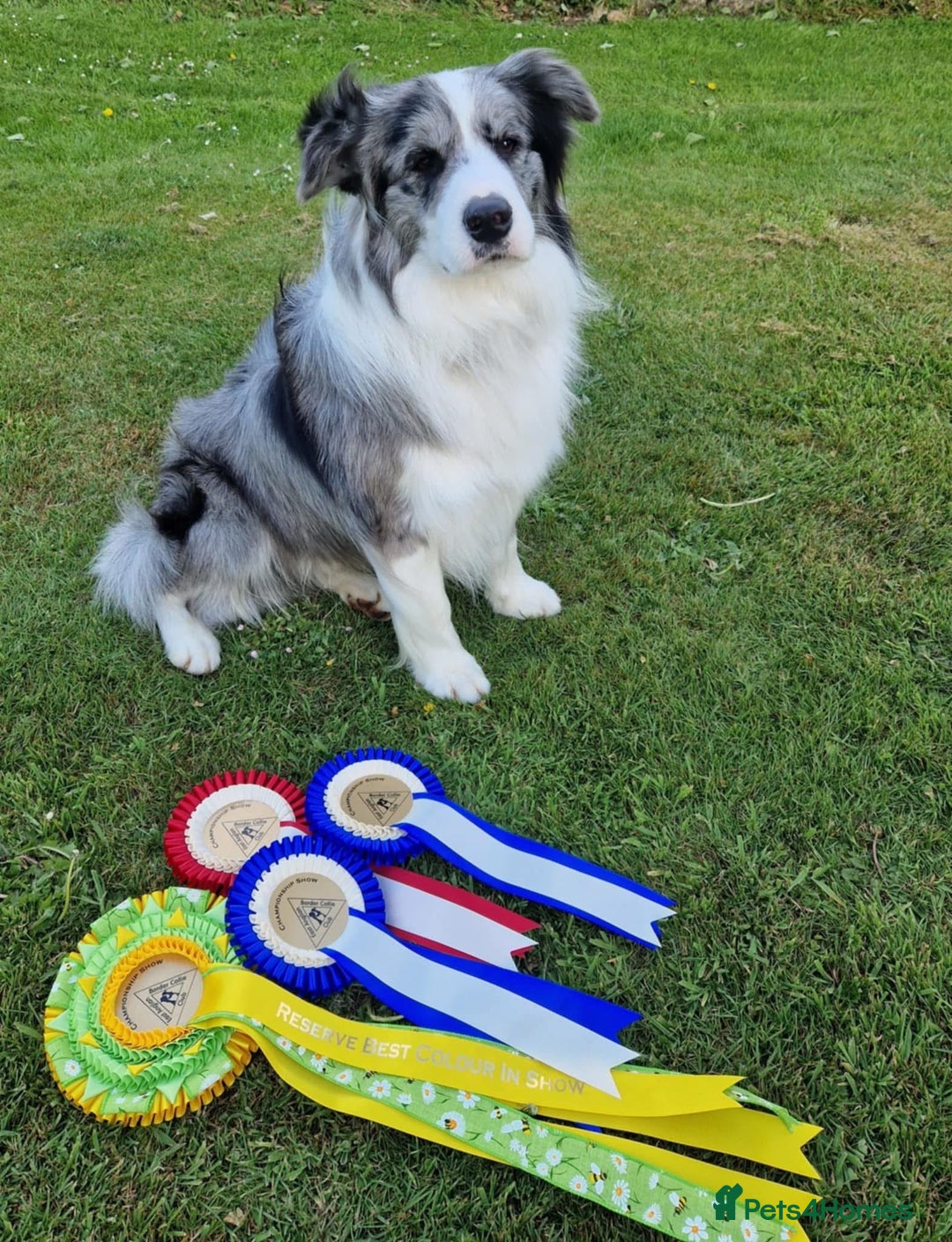 Border Collie dogs for sale: Champion line puppies  - Image 10
