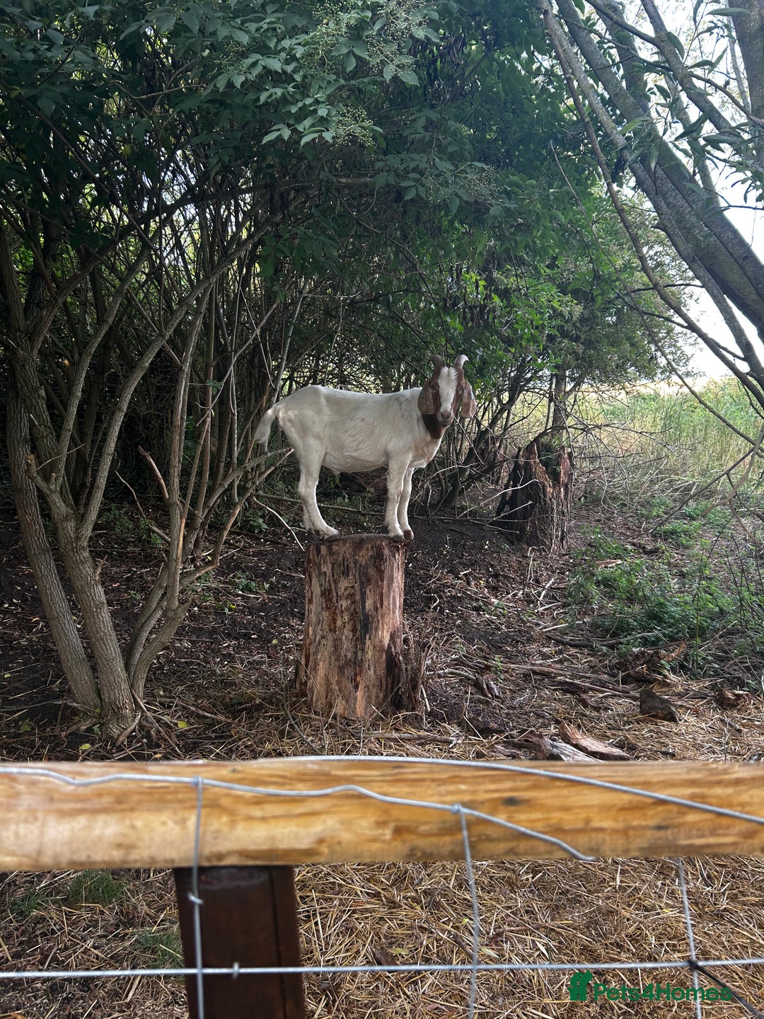 Goats livestock for sale: Family of 4 goats  - Image 3