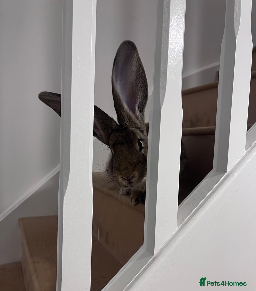 Continental Giant rabbits for sale: Sweet bun looking for a new home  - Advert 6