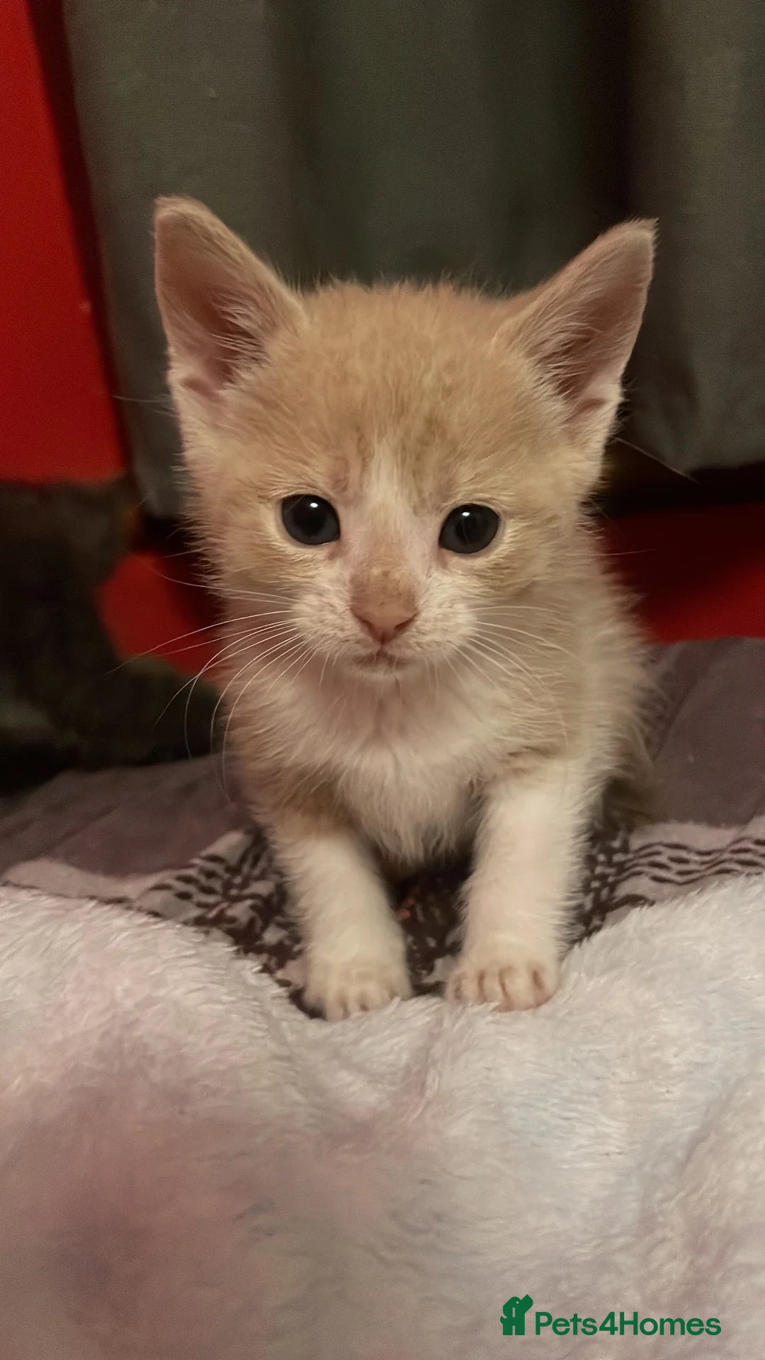 European cats for sale: Beautiful kittens ready to leave  in London - Advert 2