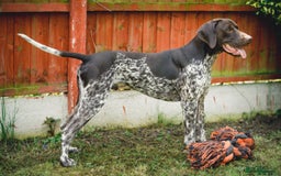 German Shorthaired Pointer dogs for stud: KC Registered German Shorthaired Pointer at Stud in Liverpool - Image 5