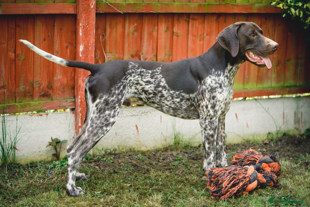 German Shorthaired Pointer dogs for stud: KC Registered German Shorthaired Pointer at Stud in Liverpool - Image 5
