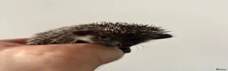 Pygmy Hedgehog rodents for sale: African Pygmy Hedgehogs  - Advert 3