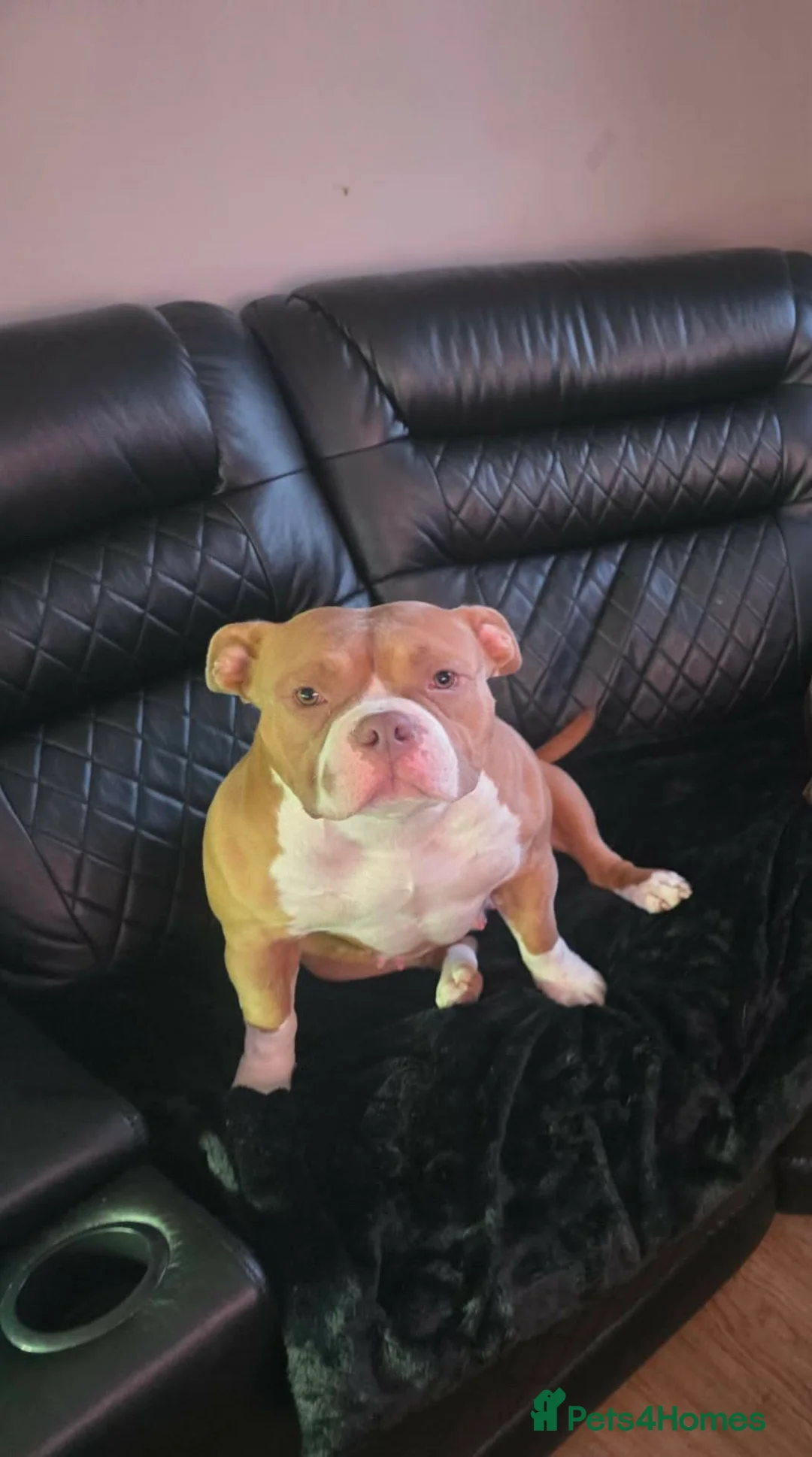 Mixed Breed dogs for sale: Pocket Bully Cross Puppies - Advert 1