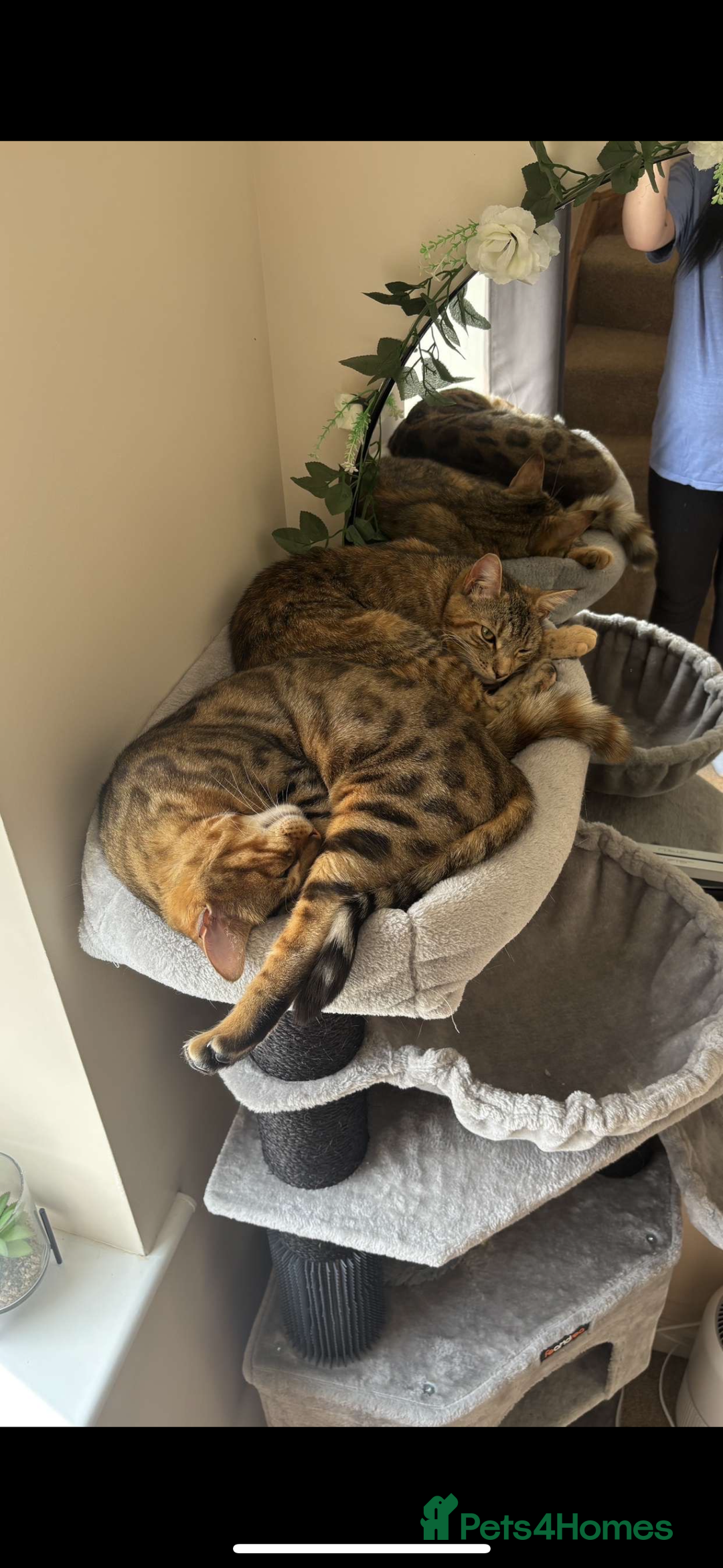 Bengal cats for sale: Bengal  - Image 4
