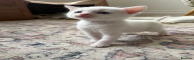 Turkish Angora 4