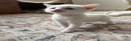 Turkish Angora cats for sale: Turkish Angora Cross - Advert 6