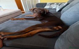 Dobermann dogs for sale: 5 month old chocolate Rottweiler/dobberman  - Image 3