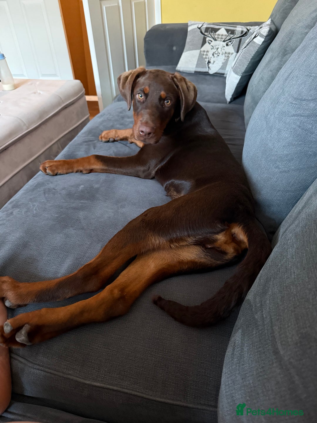 Dobermann dogs for sale: 5 month old chocolate Rottweiler/dobberman  - Image 3