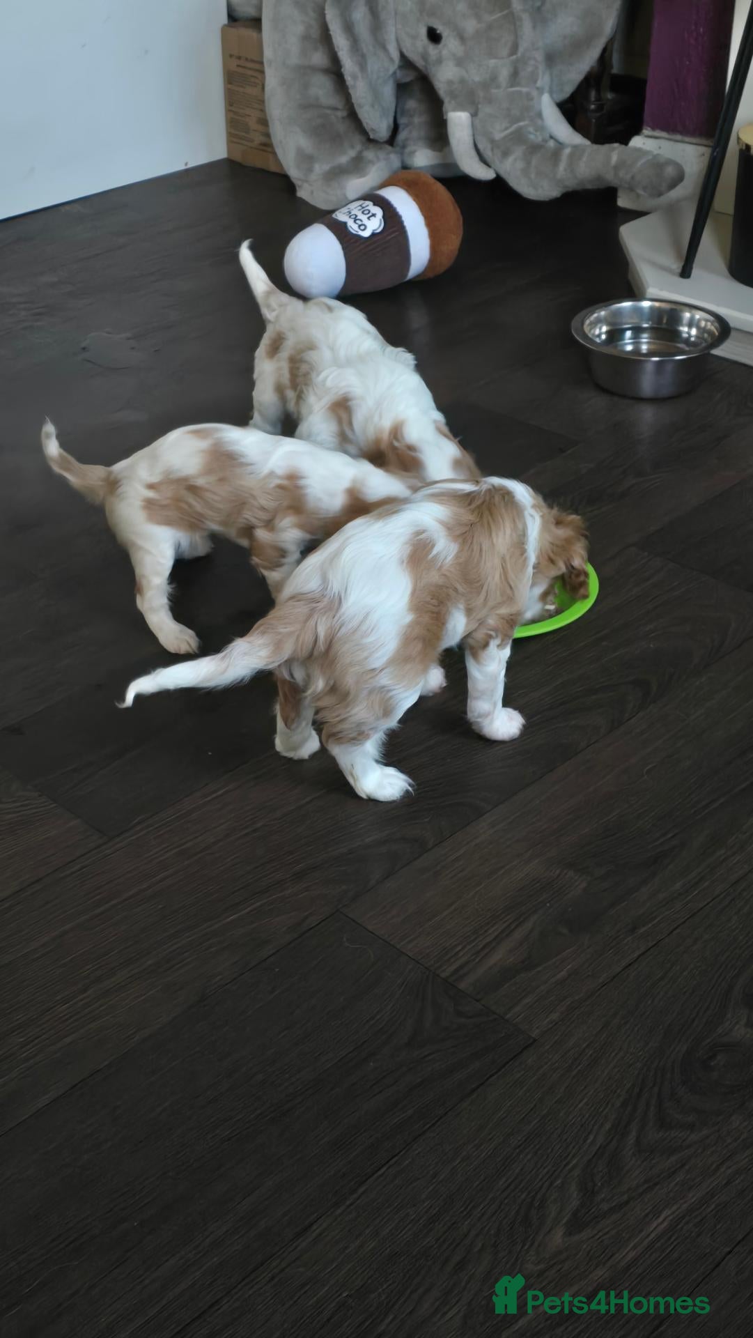 Cavalier King Charles Spaniel dogs Cavalier king charles spaniels  - Advert 1