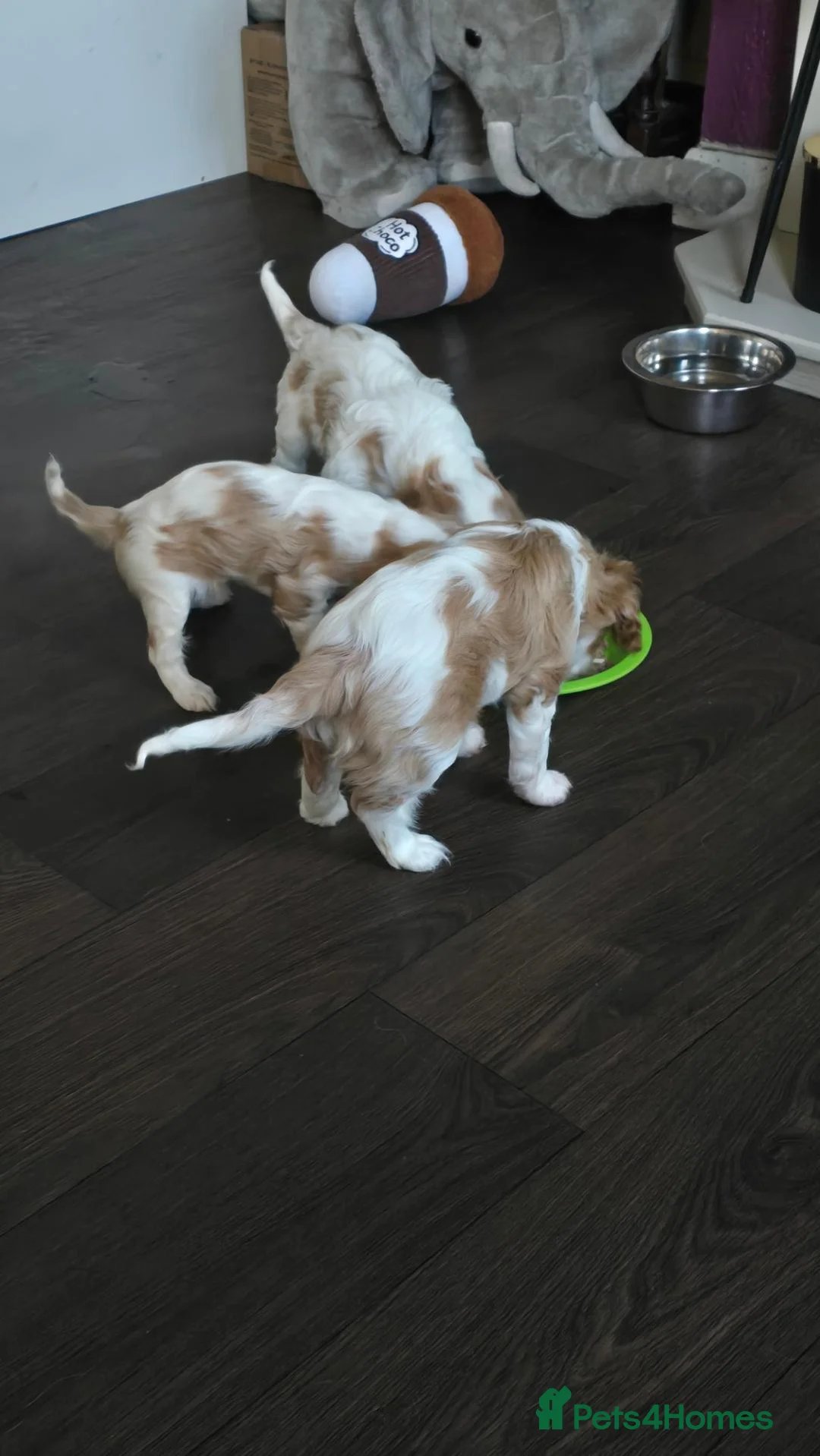 Cavalier King Charles Spaniel dogs for sale: Cavalier king charles spaniels  in Walsall - Advert 1