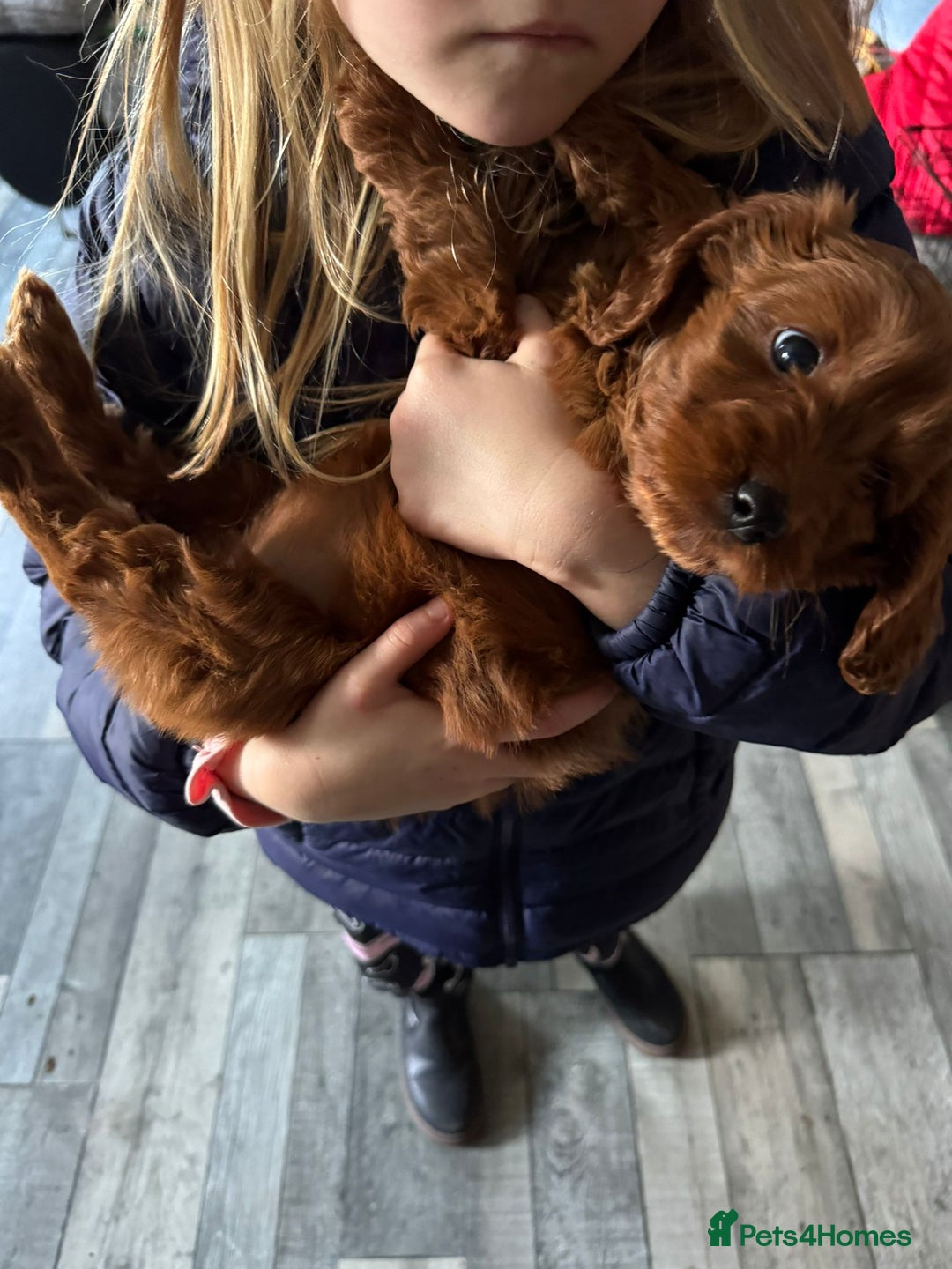 Cockapoo dogs for sale: Fox Red cockapoos for sale  - Advert 5