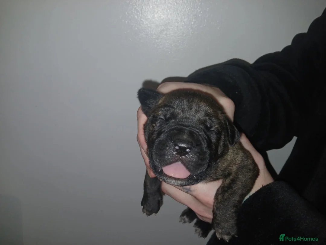 Mixed Breed dogs for sale: CANE CORSO X PRESA CANARIO PUPS £750 - Advert 6