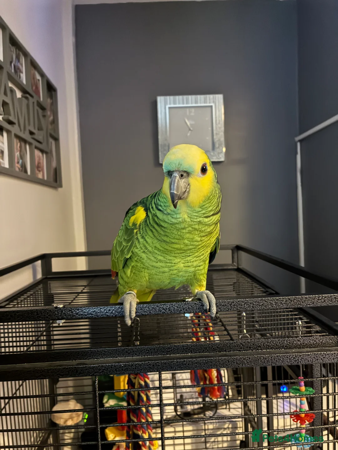 Parrots birds for sale: Amazon parrot  - Advert 1