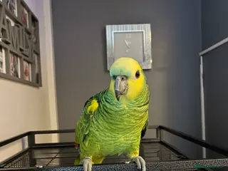 Parrots birds Amazon parrot - Advert 7