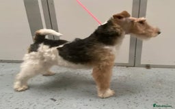 Fox Terrier dogs for stud: Wire Haired fox terrier at stud. 1 year old KC reg in Sandwich - Image 1