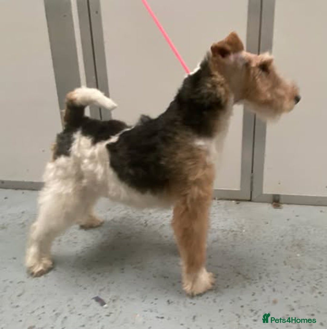 Fox Terrier dogs for stud: Wire Haired fox terrier at stud. 1 year old KC reg in Sandwich - Image 1