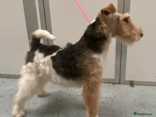 Fox Terrier dogs Wire Haired fox terrier at stud. 1 year old KC reg in Sandwich - Advert 1