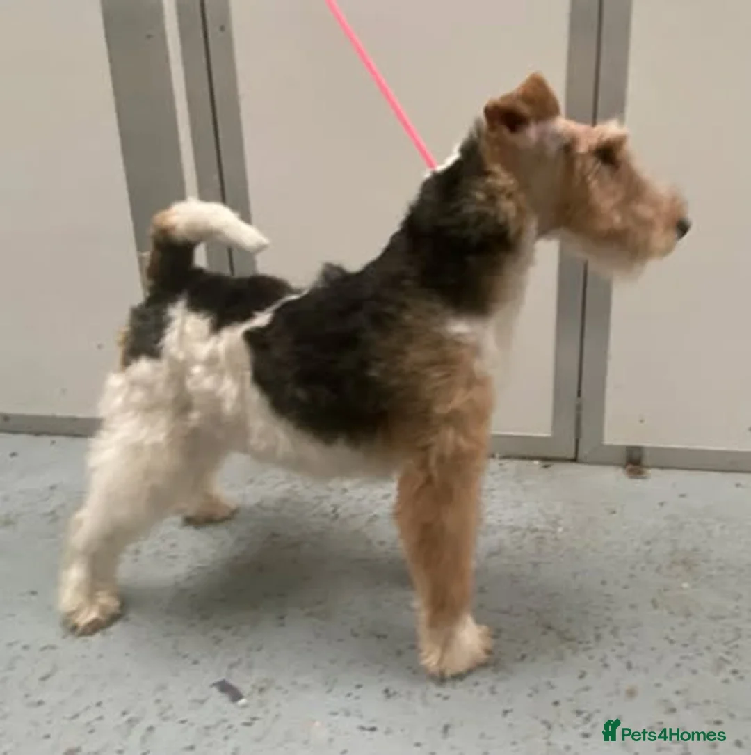 Fox Terrier dogs for stud: Wire Haired fox terrier at stud. 1 year old KC reg in Sandwich - Advert 1