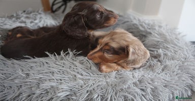 Miniature Dachshund dogs - Advert 4
