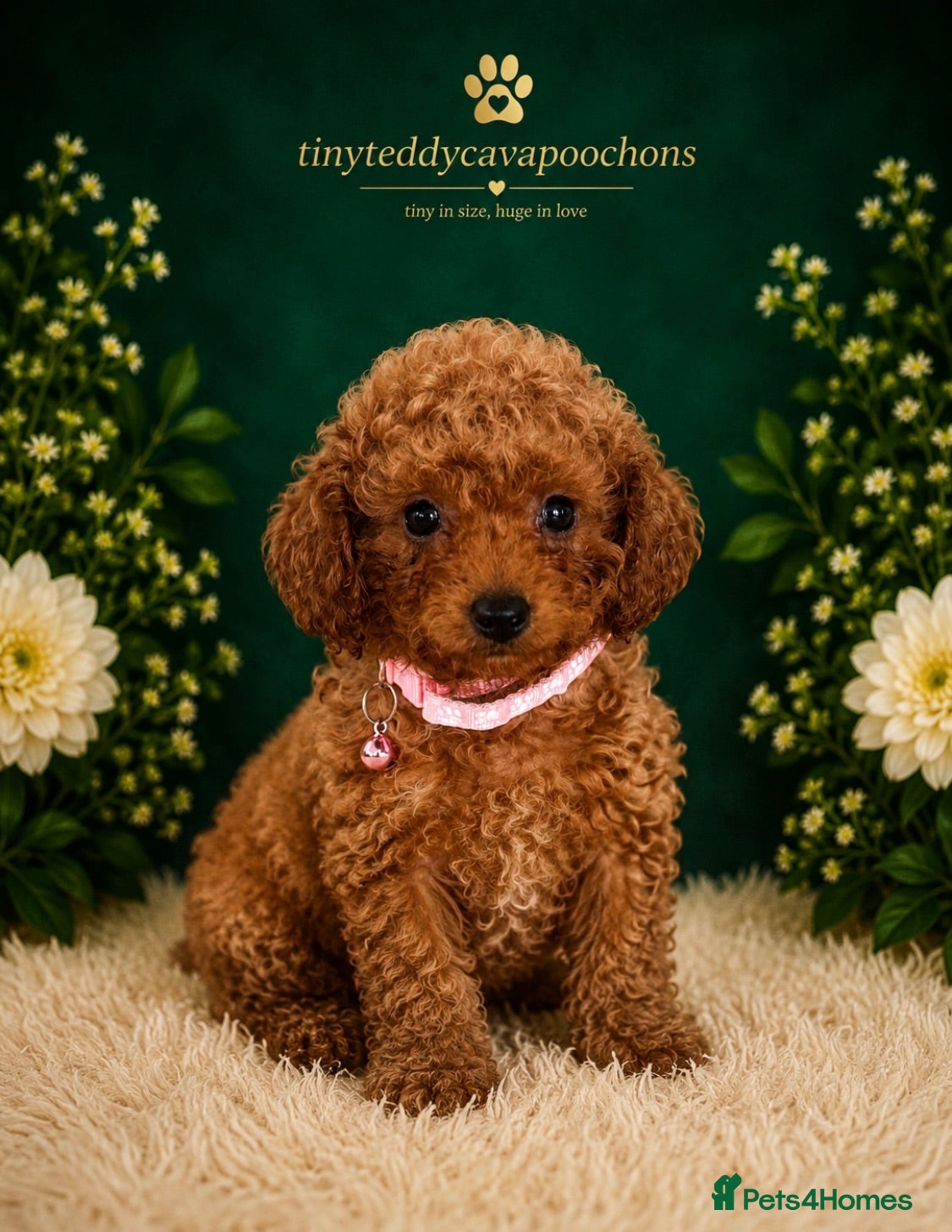 Cavapoochon dogs Tinyteddycavapoochons Now available  - Advert 1