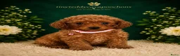 Cavapoochon dogs for sale: Tinyteddycavapoochons Now available  - Advert 1