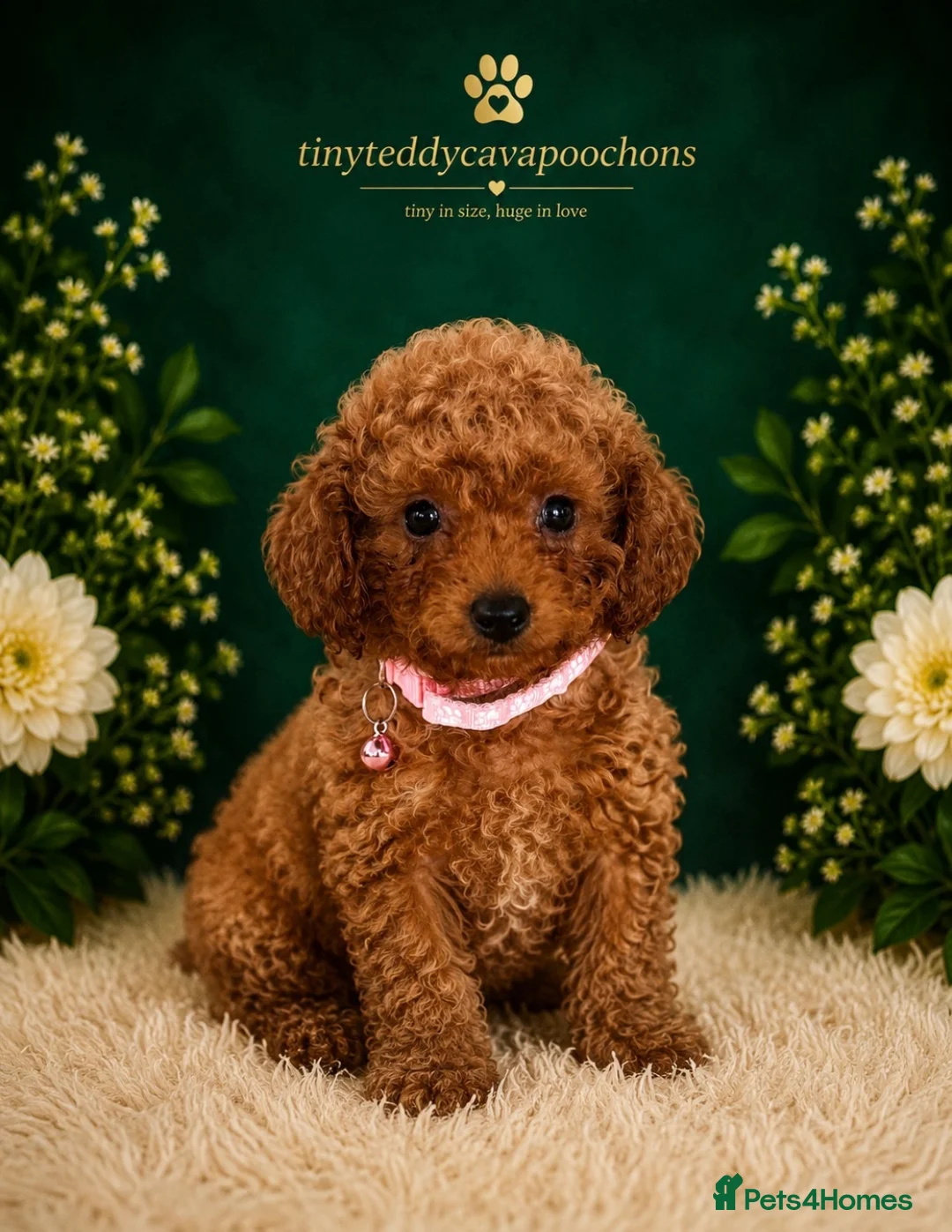 Cavapoochon dogs for sale: Tinyteddycavapoochons Now available  - Advert 1