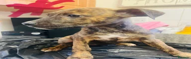 Mixed Breed Puppy 1 