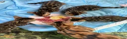 Bengal cats for sale: Pedigree TICA 💙 Bengal Kittens 🐆 Health Tested - Advert 2