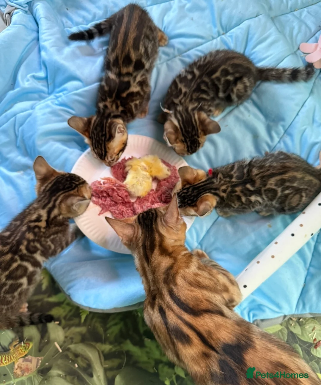 Bengal cats for sale: Pedigree TICA 💙 Bengal Kittens 🐆 Health Tested - Advert 2