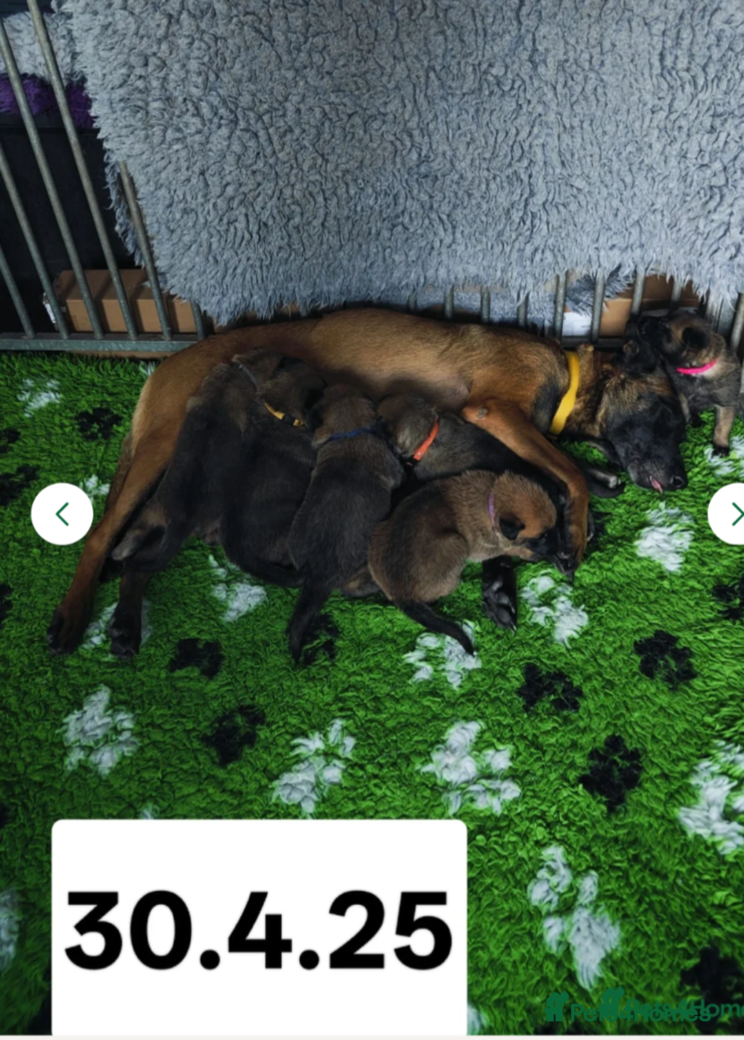 Belgian Shepherd Dog dogs for stud: Proven, KC, BSD malinois stud. HEALTH TESTED in Treorchy - Image 11