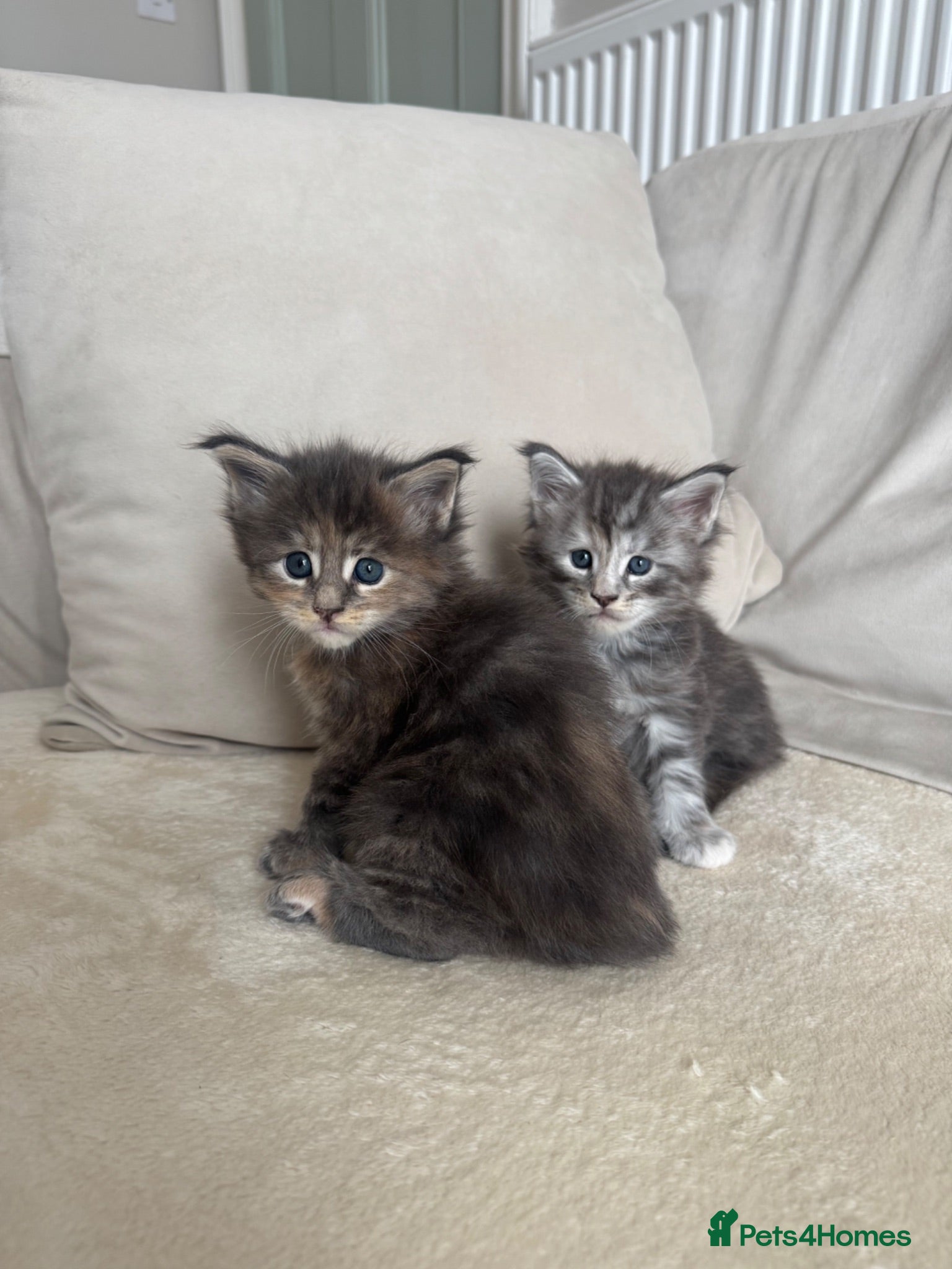 Maine Coon cats TICA Maine Coons - Advert 1