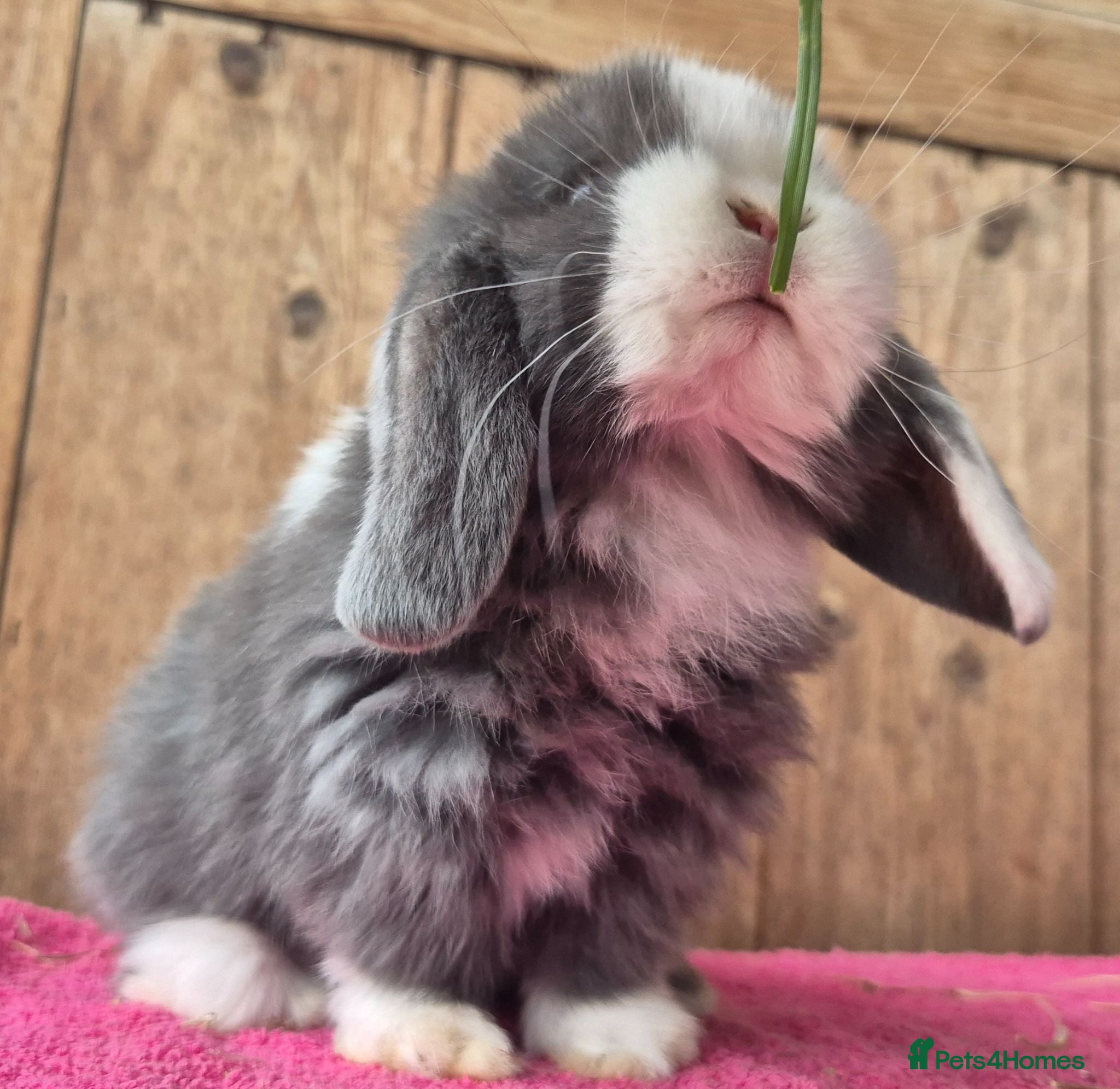Mini Lop rabbits Baby Mini lop ready now - Advert 12