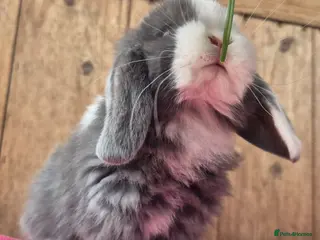 Mini Lop rabbits Baby Mini lop ready now - Advert 10