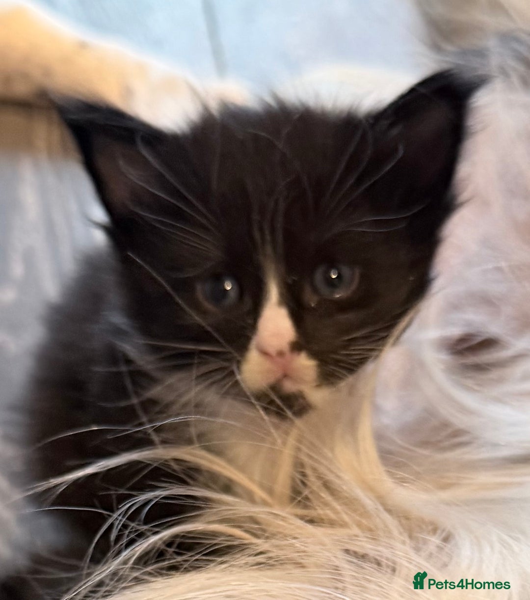 Maine Coon cats for sale: TICA reg adorable Maine Coon baby kittens  - Advert 13