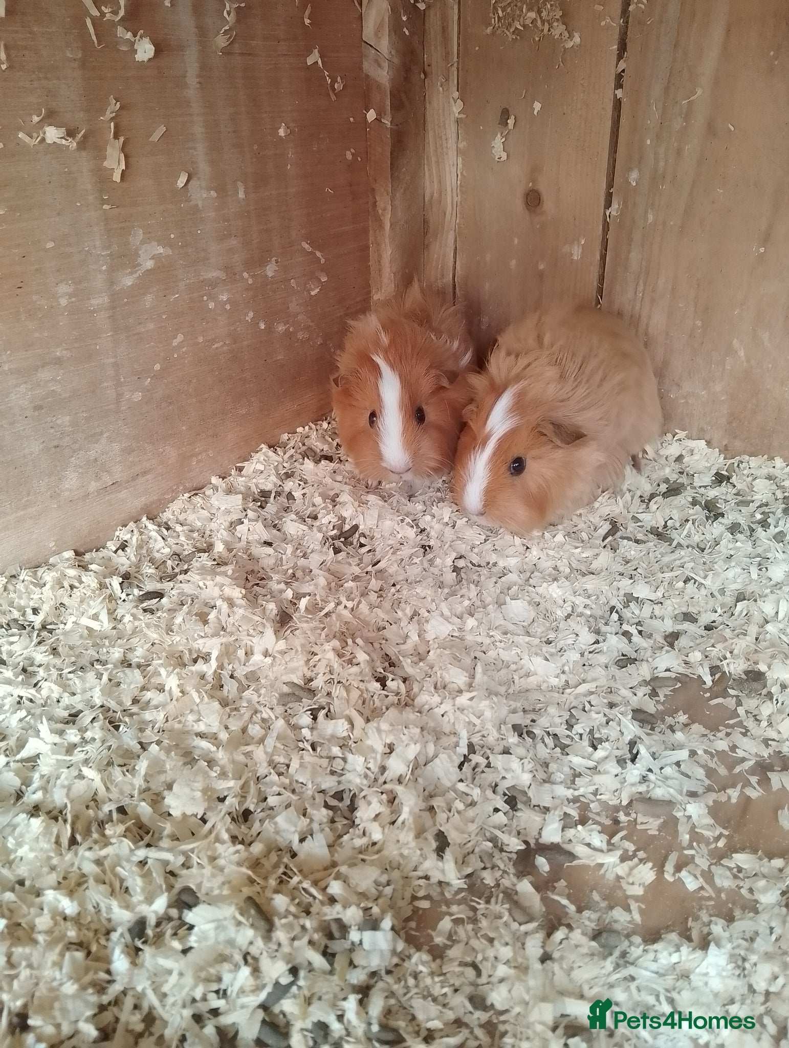 Guinea Pig rodents Gorgeous males - Advert 14