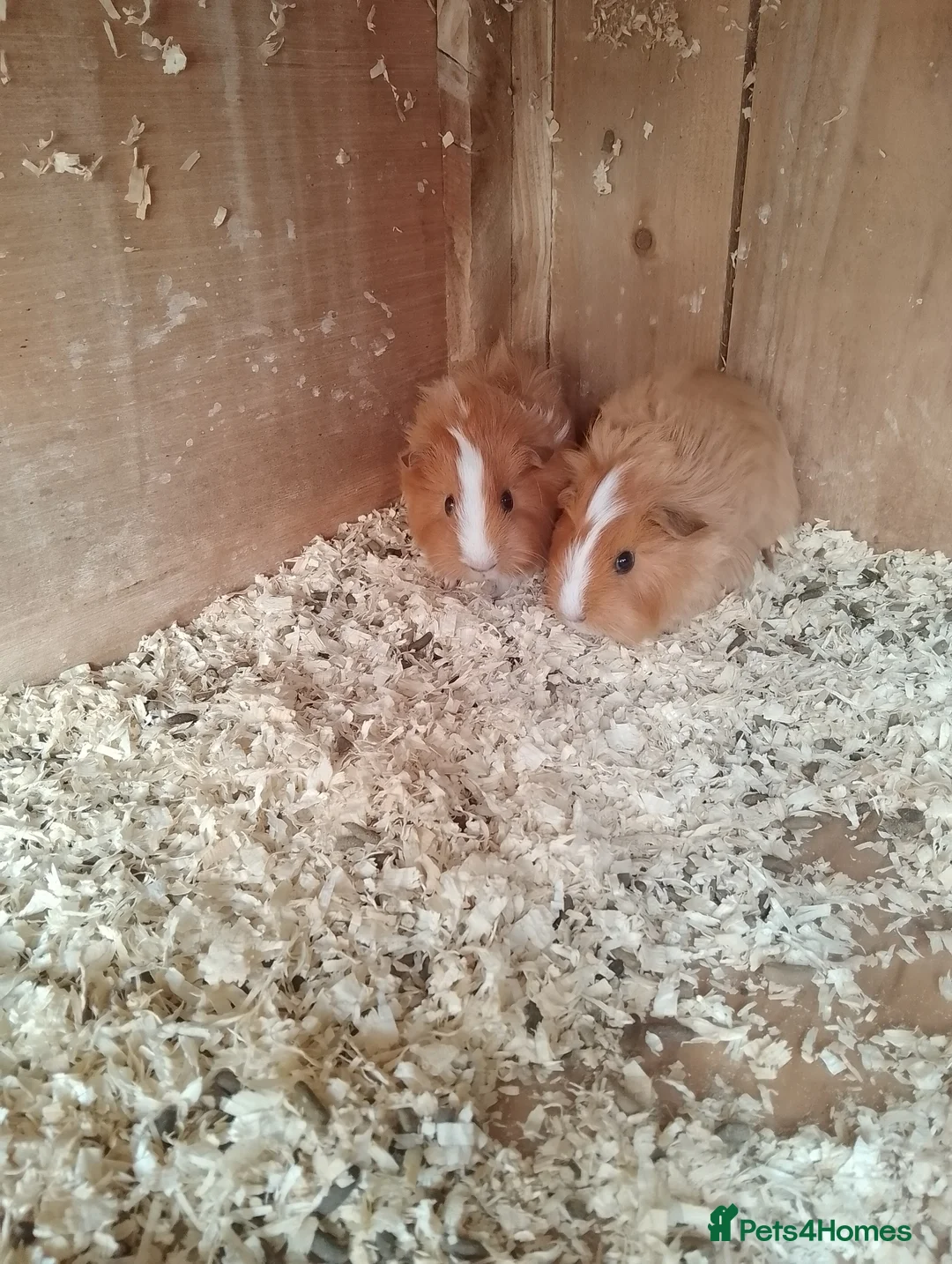 Guinea Pig rodents for sale: Gorgeous males - Advert 1