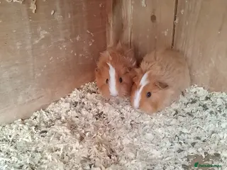 Guinea Pig rodents Gorgeous males - Advert 14